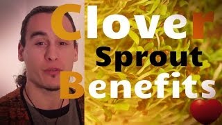 The Therapeutic Benefits of Clover Sprouts [upl. by Tristis903]