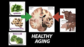 Healthy Nutrient Wealthy and Wise Diet for Healthy Aging  Research on Aging [upl. by Marba419]