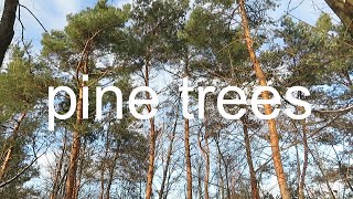 Pine Trees  Wind Blowing  Relaxing Nature Movie HNVS [upl. by Kimberli665]