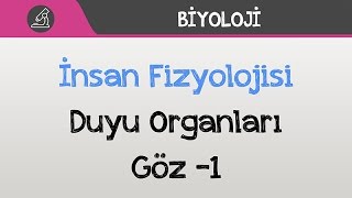 İnsan Fizyolojisi  Duyu Organları  Göz 1 [upl. by Eliak]