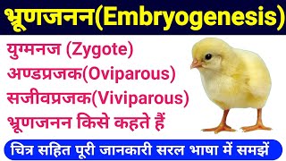 oviparous and viviparous in hindi  embryogenesis class 12  अण्डप्रजक और सजीवप्रजक जंतु  Biology [upl. by Oelak]