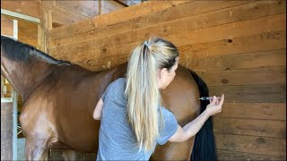 How To Administer IM Horse Vaccine In Butt Vs Neck [upl. by Paulita838]