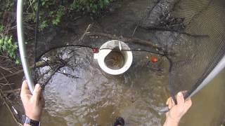 Seining Large Minnows video [upl. by Karisa]