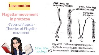 LocomotionFlagellar movement in protozoaTypes of Flagella Theories of Flagellar movt MSc BSc [upl. by Hooge]