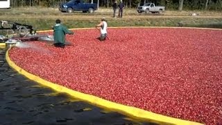 ONLINE EXTRA Cranberry harvesting 3 [upl. by Anomahs79]