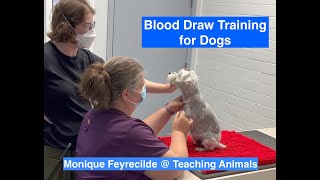 Dog Blood Draw Training  Teaching Animals [upl. by Nonnahsed]