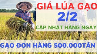 Giá lúa gạo hôm nay 222024 GIÁ GẠO CAO NHẢY MÚA HÀNG TẾT GIÁ LÚA GẠO NGÀY NAY [upl. by Akiner762]