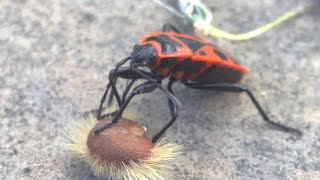 Pyrrhocoris apterus the firebug [upl. by Ettevets]