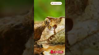 🐍 Rahasia Ular Derik Terbongkar 🤫 Shorts ular ularberbisa ularderik rattlesnake faktaunik [upl. by Angelita]