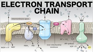 Electron Transport Chain Oxidative Phosphorylation [upl. by Ahserkal849]