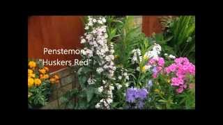 Penstemon huskers Red in flower help care and propagation [upl. by Acisey]