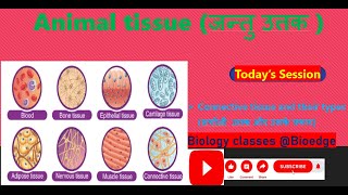 NCERT class 9 Connective tissue and their types सयोजी उत्तक और उनके प्रकार [upl. by Merl188]