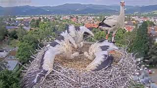 Streit um Beute ein Nagetier und Abwehr von Angriffen Storchennest Kirchzarten am 8 Juni 2023 [upl. by Layla]