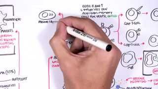 Haemotology  Blood fractionation WBC Platlets and Clotting Factors [upl. by Crowell]