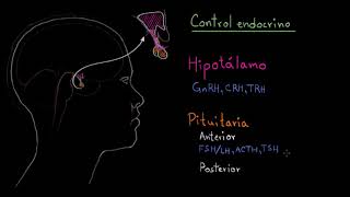 El hipotálamo y la glándula pituitaria  Fisiología del sistema endócrino  Khan Academy en Español [upl. by Anyek]