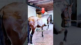 MINDBLOWING Horse Sweat Secrets You Never Knew [upl. by Mook598]