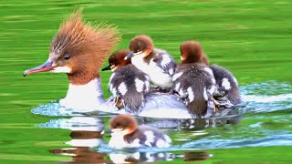 Ducklings Aboard Mother Goosander Duck Is Leaving 4K [upl. by Bea952]