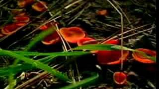 Biology Of Fungi Part 2 [upl. by Suoiluj]