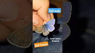 RAREST Butterfly in the WORLD Common blue gynandromorph [upl. by Idolah]