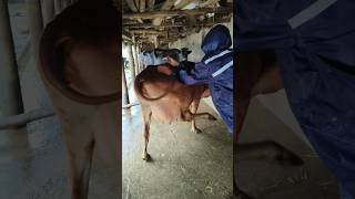 How to give IM injection in a cowIM injection in cattlecow treatment short video trending [upl. by Jacob95]