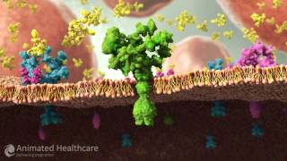 Receptor Lipid Membrane Cross Section [upl. by Wolliw]