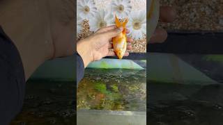 Goldfish 🐟mar gai 😞 my goldfish is dead goldfish petsvlog aquariumpets aquarium petsvlog [upl. by Yzmar]