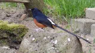 Whiterumped shama  Singing in Dutch aviary [upl. by Ecinaj]