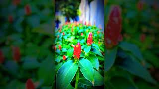 Costus speciosus a dazzling display of vibrant color and exotic beauty shortvideo flowers [upl. by Saeger]