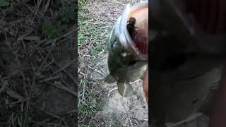 Soy Sauce Infused Bait fishing shorts fish outdoors texas bass [upl. by Dorran955]