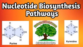 Nucleotide Biosynthesis of DNA [upl. by Ethel203]