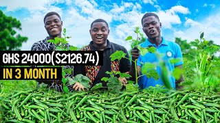 Okro Farming  Why Its Profitable to start an Okro Farm in 2023  Easy Guide for Beginners okra [upl. by Llener472]