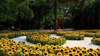 Fui ao Jardim da Celeste  Flauta Doce ou Bisel  Música Tradicional Portuguesa [upl. by Any]