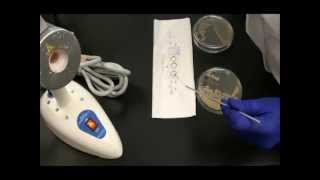 How to Prepare a Bacterial Smear for Endospore Stain [upl. by Packton]