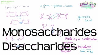 Monosaccharides and Disaccharides  Revision for Biology ALevel [upl. by Garneau996]