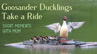 Babies Riding On Mums Back  Goosander Ducklings Mergus Merganser [upl. by Kciwdahc]