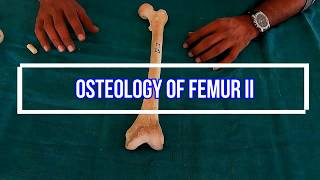 Osteology of femur II Side side determination  Anatomical Position  Attachments  Applied [upl. by Ravi478]