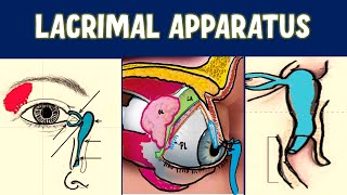 LACRIMAL APPARATUS Anatomy Explained [upl. by Sitrik704]