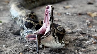 Python vs Python 01  Snake Cannibalism [upl. by Akerue]