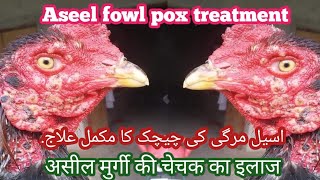 Aseel fowl pox treatment  असील मुर्गी की चेचक का इलाज I اسیل مرگی کی چیچک کا مکمل علاج [upl. by Ani300]