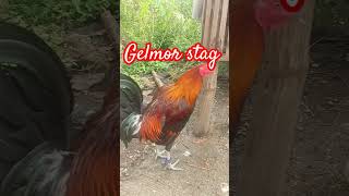 Gilmore stagchickenrooster [upl. by Monto514]