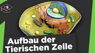 Tierische Zelle  Aufbau und Funktionen  Tierische Zelle Aufbau und Funktionen einfach erklärt [upl. by Tita]