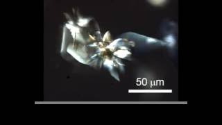 Microscopy of selfoscillation of the crystalline assembly  DOI 101002anie201600218 [upl. by Rimhsak]