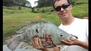 Pescando Tilápias Gigantes em Paraibuna  Tilapão Parte 1 [upl. by Ive]