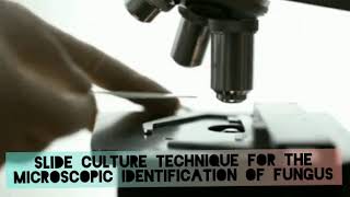 Slide culture microscopy to identify fungus [upl. by Revart]