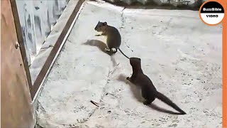 Weasel Rips a Mouse To Death  Look How He Caught it [upl. by Retsek390]