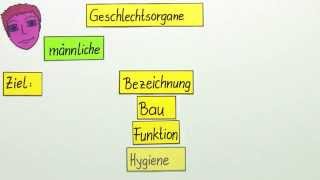 Geschlechtsorgane des Mannes  Biologie  Humanbiologie [upl. by Assenad820]