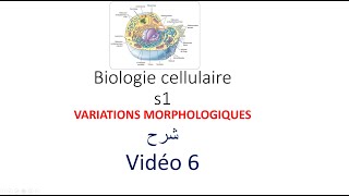 biologie cellulaire s1 vidéo 06  variations morphologiques شرح [upl. by Namhcan]