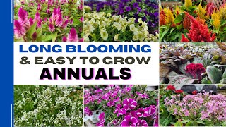 Top 15 Easy Care and Long Blooming Annuals  15 Best Annual Flowers That Can Tolerate Full Sun [upl. by Berfield555]