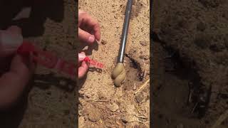 The process of emptying the sediment in the drip irrigation pipe [upl. by Naghem894]