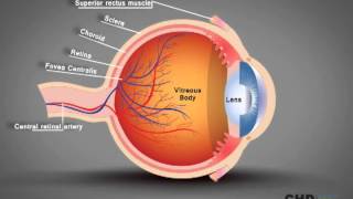 Human Eye Structure Eye Anatomy Explained [upl. by Gleich]